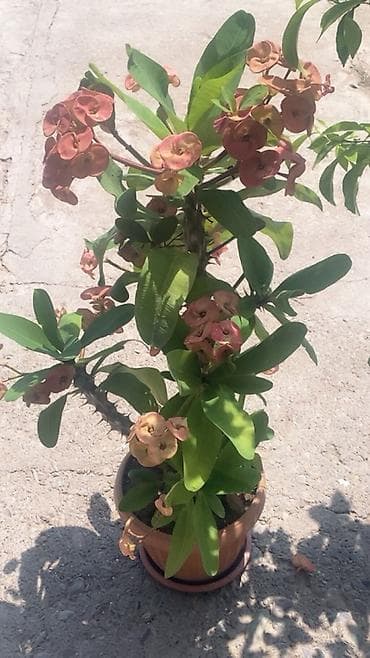 Эуфорбия миля (Euphorbia milii), «терновый венец» — декоративный at lalafo.kg Эуфорбия миля (Euphorbia milii), «терновый венец» — декоративный