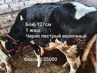 Продаю | Тёлка | Для молока at lalafo.kg — 5 Продаю | Тёлка | Для молока — 5