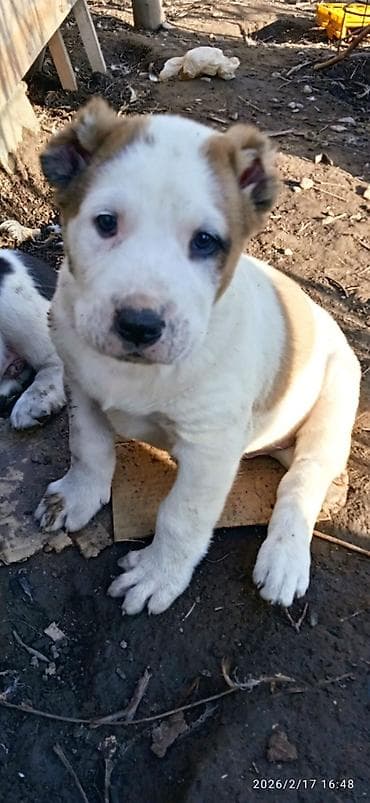 Породистый щенок среднеазиатской овчарки (алабай). Описание: - at lalafo.kg Породистый щенок среднеазиатской овчарки (алабай). Описание: -