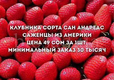 ΠΠ»ΡΠ±Π½ΠΈΠΊΠ° ΠΠΏΡΠΎΠΌ at lalafo.kg ΠΠ»ΡΠ±Π½ΠΈΠΊΠ° ΠΠΏΡΠΎΠΌ