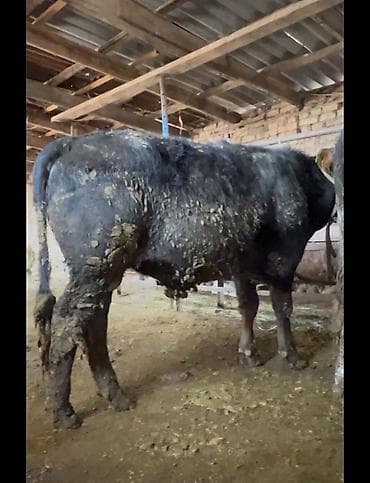 Продаю | Бык (самец) | На откорм | Племенные at lalafo.kg Продаю | Бык (самец) | На откорм | Племенные