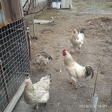 Продаю | Петух | Полубрама, Домашняя | Для разведения at lalafo.kg Продаю | Петух | Полубрама, Домашняя | Для разведения