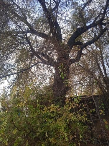 Дрова Карагач, Самовывоз at lalafo.kg Дрова Карагач, Самовывоз