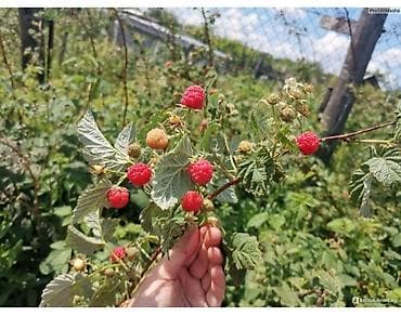 Малина көчөтү. Саженцы малины. Сорт местный. село Көк-Жар. Чүй облусу at lalafo.kg Малина көчөтү. Саженцы малины. Сорт местный. село Көк-Жар. Чүй облусу