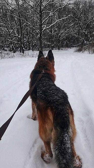 Услуга: профессиональный выгул собак - Ежедневные прогулки на поводке at lalafo.kg Услуга: профессиональный выгул собак - Ежедневные прогулки на поводке