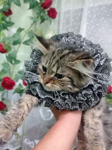 Бонбоньерки: Ожерелье-воротник для кошек (декоративная «руффа») - Назначение at lalafo.kg — 4 Бонбоньерки: Ожерелье-воротник для кошек (декоративная «руффа») - Назначение — 4