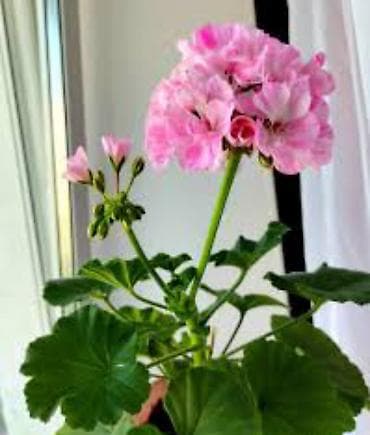 Продаю детки герани.
Цена 150-250 сом at lalafo.kg Продаю детки герани.
Цена 150-250 сом