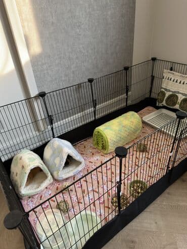 Шиншиллалар: Продаю двух морских свинок (девочки) в хорошие руки, вместе со всей lalafo.kg да — 1 Шиншиллалар: Продаю двух морских свинок (девочки) в хорошие руки, вместе со всей — 1