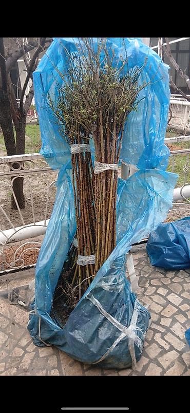 Продаются штамбовые розы at lalafo.kg Продаются штамбовые розы