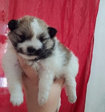 Помиранский шпиц •Девочка •Родилась 14 .03.2026 •Окрас : пати-колор at lalafo.kg Помиранский шпиц •Девочка •Родилась 14 .03.2026 •Окрас : пати-колор