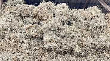 Продаю тюки сена Аралаш цена договорная село Петровка at lalafo.kg Продаю тюки сена Аралаш цена договорная село Петровка