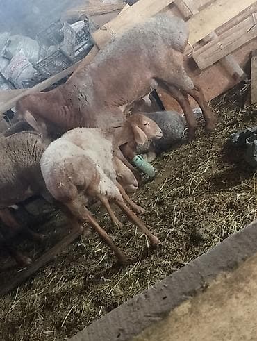 Продажа овеца самка котная lalafo.kg да Продажа овеца самка котная