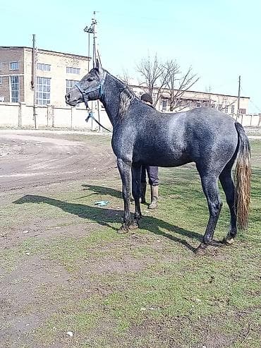 Продаю | Жеребец | Для разведения | Племенные at lalafo.kg Продаю | Жеребец | Для разведения | Племенные