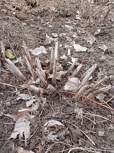 Малина сорт "Полька" на корню 100 сом куст at lalafo.kg Малина сорт "Полька" на корню 100 сом куст