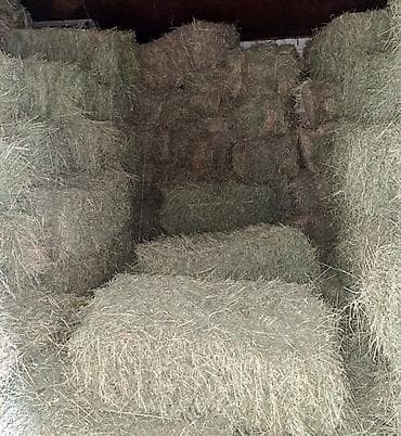 Продается клевер в тюках,беде Тюки большие и плотные .хранятся под at lalafo.kg Продается клевер в тюках,беде Тюки большие и плотные .хранятся под