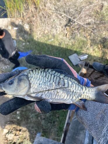 Малек!!!малек!!!малёк!!! Продаю мальков!!! карпа at lalafo.kg Малек!!!малек!!!малёк!!! Продаю мальков!!! карпа