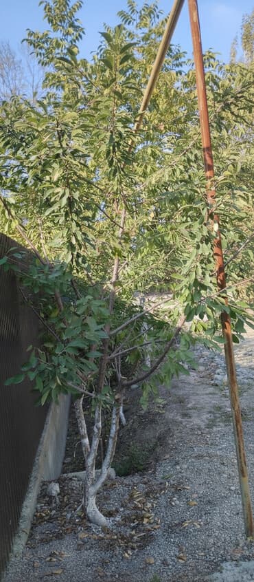 Делаем хорошую ОБРЕЗКУ плодовых деревьев. от 💯 до 500 сомов at lalafo.kg Делаем хорошую ОБРЕЗКУ плодовых деревьев. от 💯 до 500 сомов