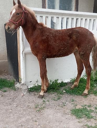 Продаю | Жеребенок at lalafo.kg Продаю | Жеребенок