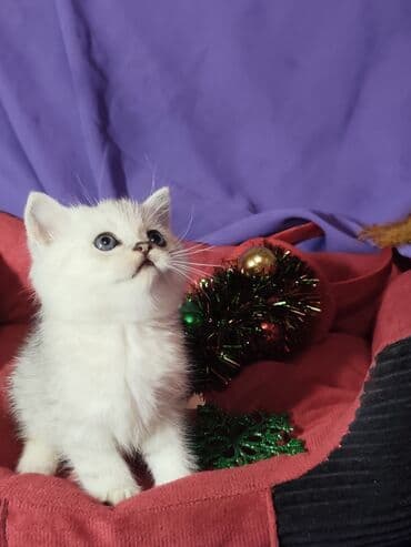 Шотландскиекороткошёрстные котята серебристого окраса (табби) at lalafo.kg Шотландскиекороткошёрстные котята серебристого окраса (табби)