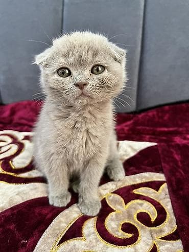 Шотландский вислоухий котёнок (окрас голубой) ПОДАРЮ БЕСПЛАТНО!!! - at lalafo.kg Шотландский вислоухий котёнок (окрас голубой) ПОДАРЮ БЕСПЛАТНО!!! -