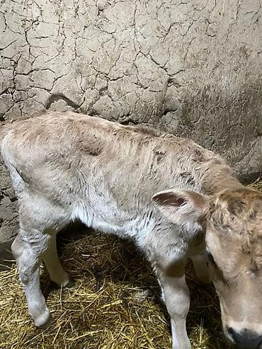 Сатам | Музоо | Аргын | Бордоп семиртүү үчүн lalafo.kg да — 4 Сатам | Музоо | Аргын | Бордоп семиртүү үчүн — 4