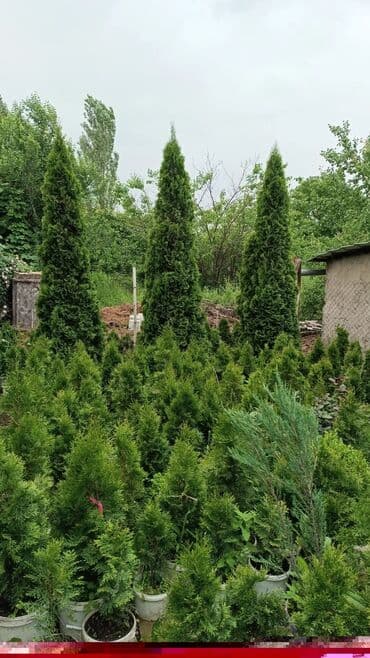 Саженцы деревьев: Туи, Самовывоз at lalafo.kg Саженцы деревьев: Туи, Самовывоз