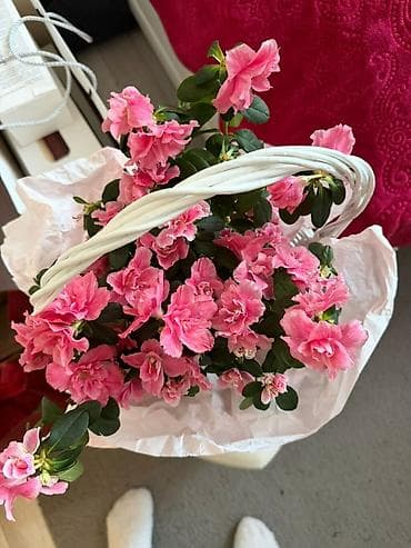 Азалия в корзине — пышноцветущий комнатный куст с махровыми at lalafo.kg Азалия в корзине — пышноцветущий комнатный куст с махровыми