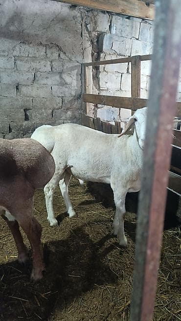 Продаю | Овца (самка) | Для разведения | Матка at lalafo.kg Продаю | Овца (самка) | Для разведения | Матка
