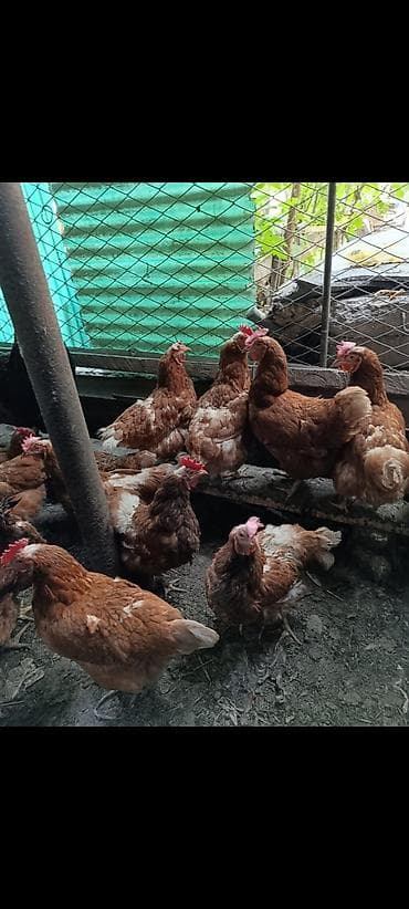 Продам кур несушек и петуха яйцо каждый день.Не болеют не кашляют at lalafo.kg Продам кур несушек и петуха яйцо каждый день.Не болеют не кашляют