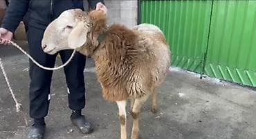 Парода АРАШАН козу кочкор сатылат Караблевский линиядан БОЮ 80 СМ at lalafo.kg Парода АРАШАН козу кочкор сатылат Караблевский линиядан БОЮ 80 СМ