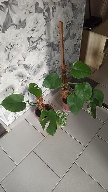 Две детки монстеры, цена за штуку, район Ошского рынка, самовывоз at lalafo.kg Две детки монстеры, цена за штуку, район Ошского рынка, самовывоз