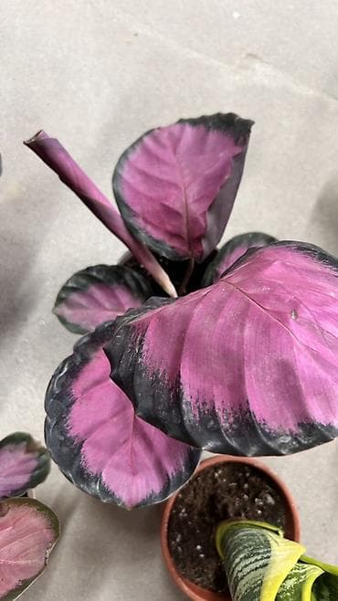 Калатея розеопикта (Calathea roseopicta) «Rosy» — at lalafo.kg Калатея розеопикта (Calathea roseopicta) «Rosy» —