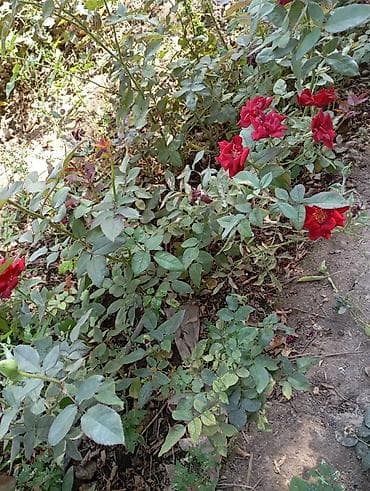 Монстерлер: Саженцы садовых роз (разные окраски) - Ассортимент: красные lalafo.kg да — 3 Монстерлер: Саженцы садовых роз (разные окраски) - Ассортимент: красные — 3