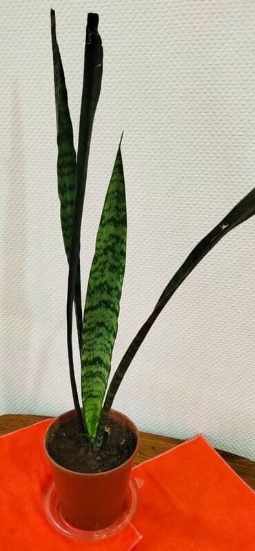 Сансевиерия -тещин язык, высота 65-70 см -250 сом. Тигровый алоэ,7 см at lalafo.kg Сансевиерия -тещин язык, высота 65-70 см -250 сом. Тигровый алоэ,7 см