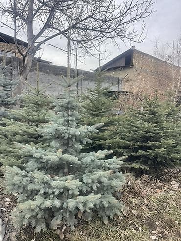 Ель голубая (Picea pungens ‘Glauca’) для озеленения - Порода: ель at lalafo.kg Ель голубая (Picea pungens ‘Glauca’) для озеленения - Порода: ель