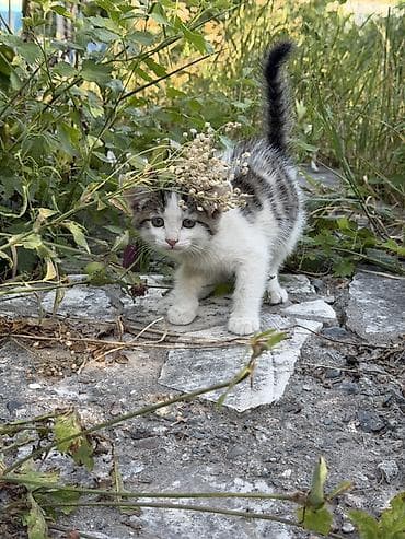 🐾 Прекрасные котята ищут дом! 🐾 Очень добрые, ласковые и послушные at lalafo.kg 🐾 Прекрасные котята ищут дом! 🐾 Очень добрые, ласковые и послушные