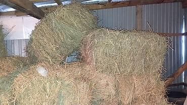Сено в тюках - Тип: луговое сено, прессованное в прямоугольные тюки - at lalafo.kg Сено в тюках - Тип: луговое сено, прессованное в прямоугольные тюки -