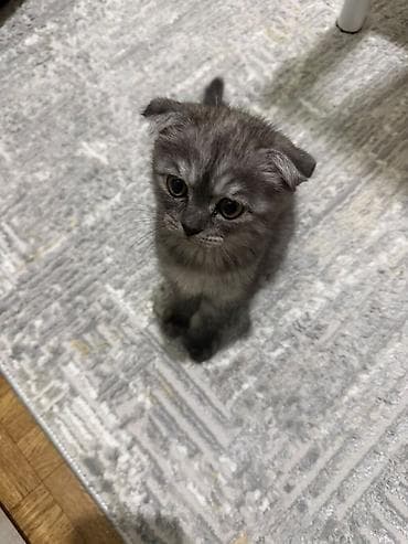 Скотиш Фолд (Шотландская вислоухая), 2 месяца, Мальчик, Серый at lalafo.kg — 1 Скотиш Фолд (Шотландская вислоухая), 2 месяца, Мальчик, Серый — 1