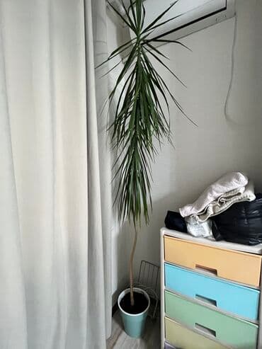 Продаем домашнюю пальму рост около 220 см очень хороший горшок Можно at lalafo.kg Продаем домашнюю пальму рост около 220 см очень хороший горшок Можно