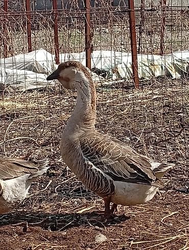 Мускус өрдөк эти: Гуси (порода китайская/лебединая, коричнево‑бурый окрас) - Крупные lalafo.kg да — 6 Мускус өрдөк эти: Гуси (порода китайская/лебединая, коричнево‑бурый окрас) - Крупные — 6