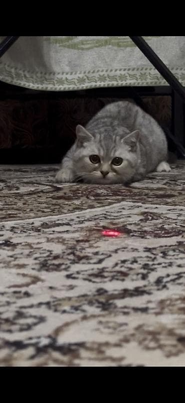 Отдам хорошие заботливые руки at lalafo.kg Отдам хорошие заботливые руки