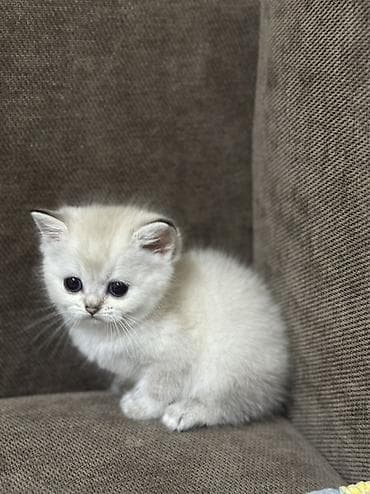 Скотиш Страйт (Шотландская прямоухая), 1 месяц, Девочка, Серебристая шиншилла, Приучена к лотку at lalafo.kg Скотиш Страйт (Шотландская прямоухая), 1 месяц, Девочка, Серебристая шиншилла, Приучена к лотку