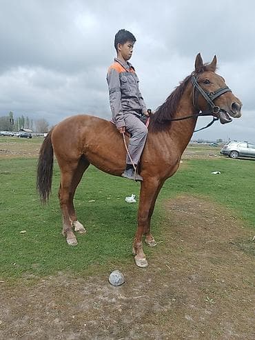 Продаю | Конь (самец) | Для разведения | Мерин at lalafo.kg Продаю | Конь (самец) | Для разведения | Мерин