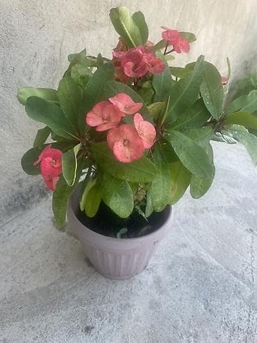 Эвфорбия Миля (Euphorbia milii) в горшке - Комнатное/балконное lalafo.kg да Эвфорбия Миля (Euphorbia milii) в горшке - Комнатное/балконное