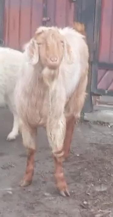 Продаю | Козёл (самец) | Битал | Для разведения | Осеменитель at lalafo.kg Продаю | Козёл (самец) | Битал | Для разведения | Осеменитель