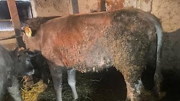 Продаю | Корова (самка) | На откорм | Привязанные at lalafo.kg Продаю | Корова (самка) | На откорм | Привязанные