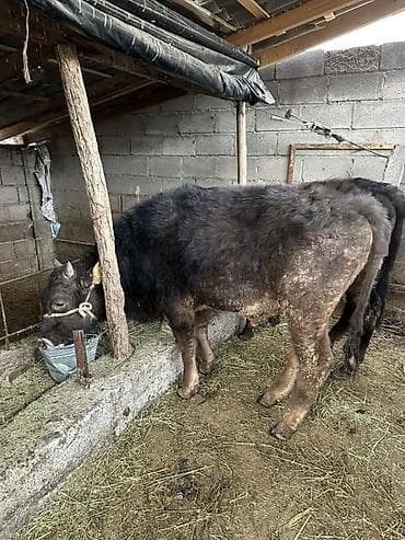 Продаю | Бык (самец) | На откорм | Привязанные at lalafo.kg Продаю | Бык (самец) | На откорм | Привязанные