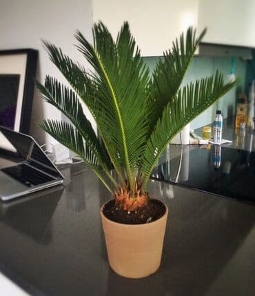 Саговник (Cycas revoluta) в горшке - Эффектное комнатное растение с at lalafo.kg Саговник (Cycas revoluta) в горшке - Эффектное комнатное растение с