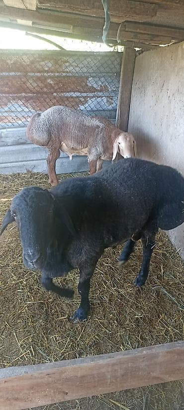 Продаю | Баран (самец) | Для разведения at lalafo.kg Продаю | Баран (самец) | Для разведения