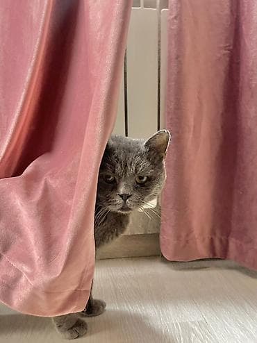 Британский короткошёрстный кот, окрас сплошной серый (blue). Плотный at lalafo.kg Британский короткошёрстный кот, окрас сплошной серый (blue). Плотный